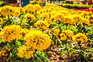 beautiful flower with garden background