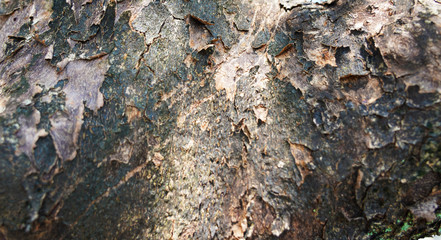 Close-up texture wild mountain stone, relief, sharp lines