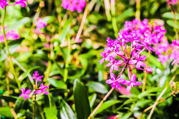 beautiful flower with garden background