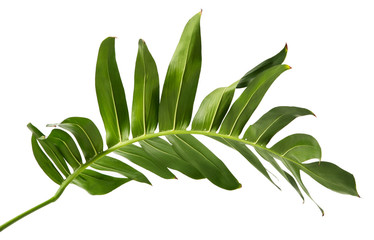 Green Philodendron leaf(Monstera deliciosa) tropical isolated on white background, low angle view.