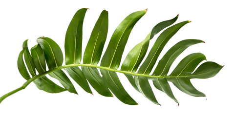 Green Philodendron leaf(Monstera deliciosa) tropical isolated on white background, low angle view. © ittisak
