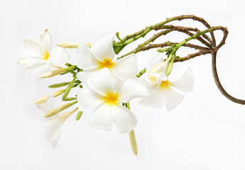 Fototapeta na wymiar White Plumeria flower( Frangipani , Pagoda tree)tropical isolated on white background,with clipping path.