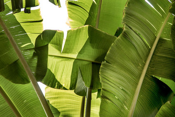 Stacked green banana leaf stem,Tropical leaf texture in garden,abstract nature green background. © ittisak