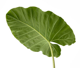 Colocasia esculenta leaf( Elephant ear)Tropical foliage isolated on white background,with clipping path.