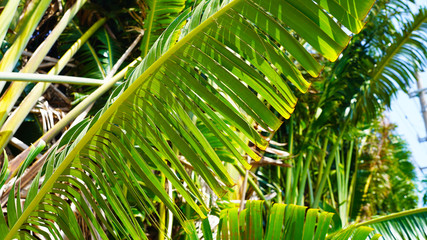 Green leaves of a palm tree at the sun. texture of palm leaf branches. Bright Banana Leaves in Japan