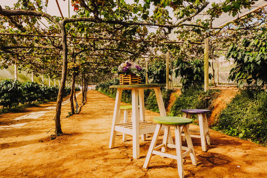 wineyard with table and chair