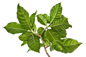 Gardenia augusta leaf(Cape jasmine)Tropical foliage isolated on white background,with clipping path.