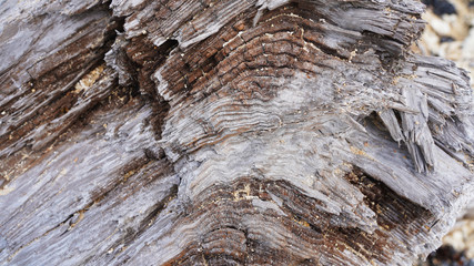 dry logs under the sun, wavy structure of a dry tree. new life begins from the old. bushes young trees grow from old hemp. wavy unusual structure of hollow stumps