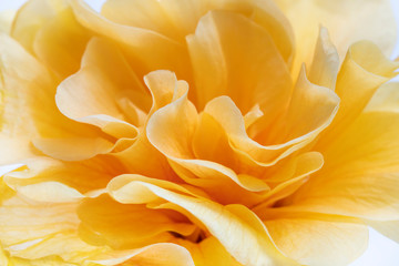 Close up Hibicus hybrid flower (Hibiscus, Chinese Rose)Tropical flower texture in garden,abstract nature yellow  background,with clipping path.
