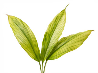 Metroxylon sagus leaf(Sago Palm)tropical isolated on white background,with clipping path.