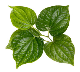 Piper sarmentosum leaf(Wildbetal Leafbush)tropical isolated on white background,with clipping path.