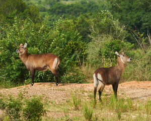 Murchison Falls National Park Uganda