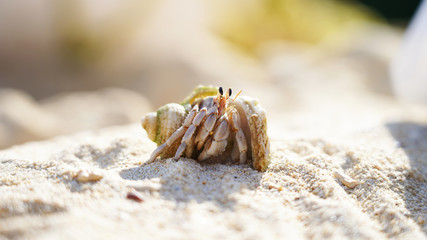 A hermit crab in a shell crawls on a sandy shore, a mollusk on the ocean. Background marine theme