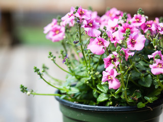 Close up shot of pink diascia flowers in plastic pot