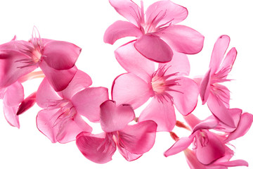 Purple  Plumeria flowers (Frangipani)Tropical isolate on white background,with clipping path.