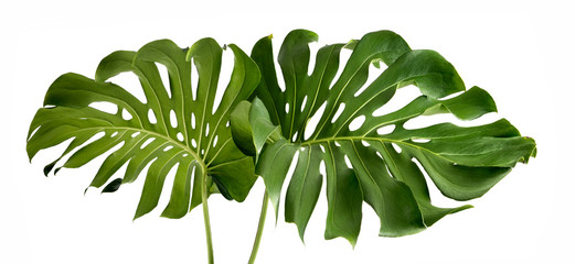 Zwei tropische Dschungel-Monstera-Blätter isoliert, Schweizer Käsepflanze, isoliert auf weißem Hintergrund