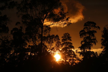 fire in the woods