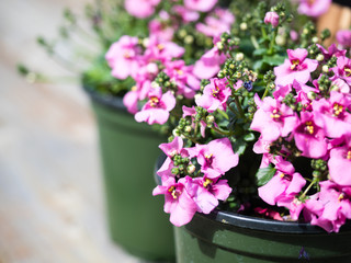 Naklejka premium Pink diascia flowers in plastic pots on wooden deck ready to be planted