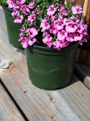 Pink diascia flowers in plastic pots on wooden deck ready to be planted
