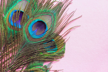 Colorful and Artistic Peacock Feathers. best texture background