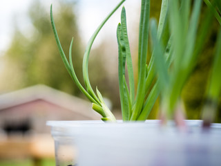 Close up shot of a green onion growing in plastic container