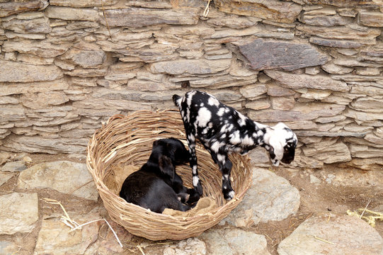 The Beetal goat is a breed from the Punjab region of India and Pakistan is used for milk and meat production