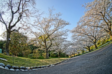 Fototapeta na wymiar 森の中の満開に咲く桜と緑色