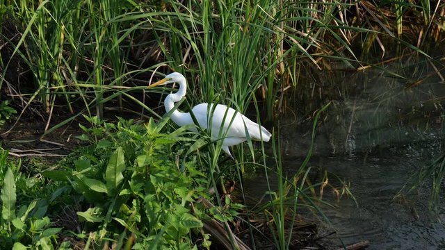 Beautiful Great Egret, Ardea alba, or Great White Heron leaves the water in a natural wild setting at the Port Aransas Nature Preserve in Texas.