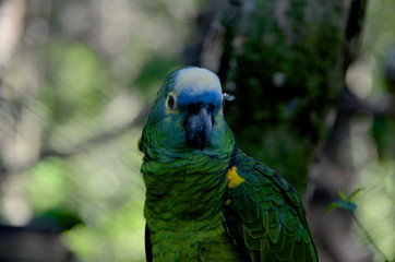 Loro del Amazonas, Iguazú Argentina