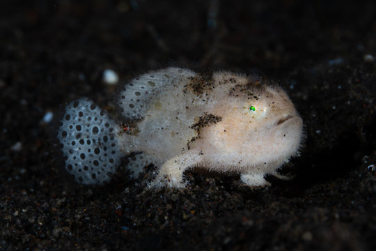Hairy Frogfish - White Juvenile 