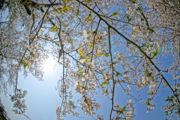 暖かい春の日差しと桜を広角カメラで撮影してみた
