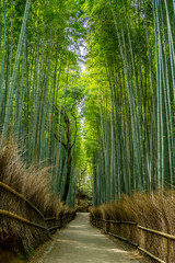 京都・嵐山の竹林 日本