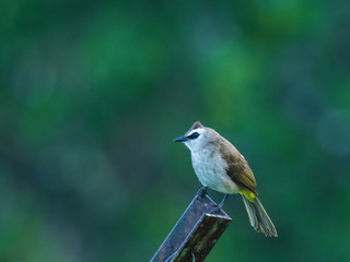 The Yellow-vented Bulbul (Pycnonotus goiavier) is a medium sized pale colored bird with an eye stripe, brown crest and a yellow vent.