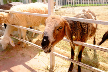 goat face from the fence