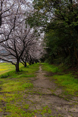 Obraz premium 春の散歩道