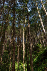 Fototapeta premium 山の中