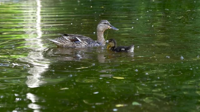 Duck with her children in the lake