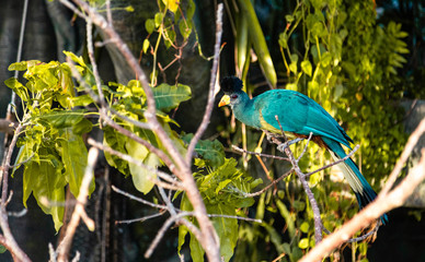 blue heron on a tree branch