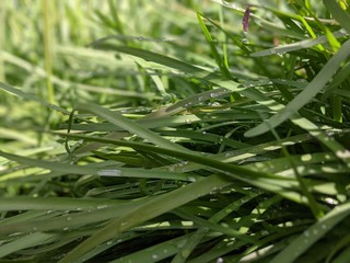 Obraz premium green in spring 