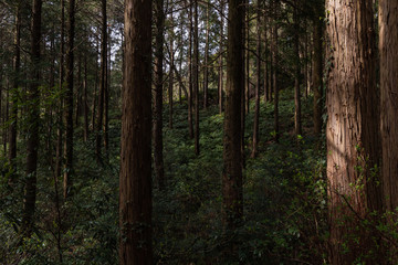 Fototapeta premium 木立
