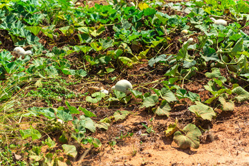 Plantation of a plant popularly known as Porongo (Lagenaria Siceraria) with fruits ready for harvest