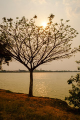 tree silouette with sun light with lake background