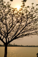 Fototapeta na wymiar tree silouette with sun light with lake background