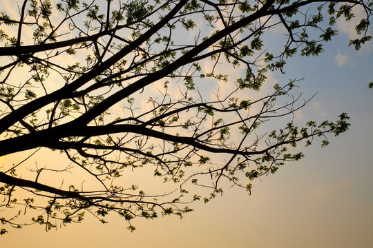 Tree Silouette With Sun Light With Lake Background