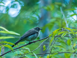 The Cream-vented Bulbul (Pycnonotus simplex) also known as the White-eyed Bulbul is a uniformly olive-brown bird that can be distinguished from the other bulbuls by its white eye.