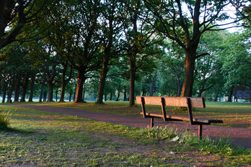 Lonely empty branch in a park during summer