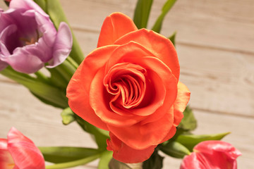 Fresh beautiful rose. Close up. Concept image for a greeting card.