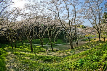 春の昼頃に咲く満開の桜並木を超広角レンズで撮影
