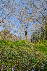 春の昼頃に咲く満開の桜並木を超広角レンズで撮影
