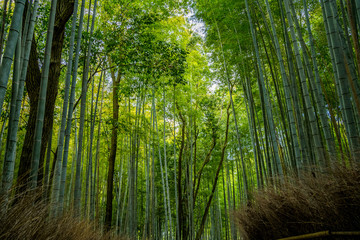 京都・嵐山の竹林 日本